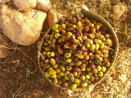 Our big basket of argan nuts.